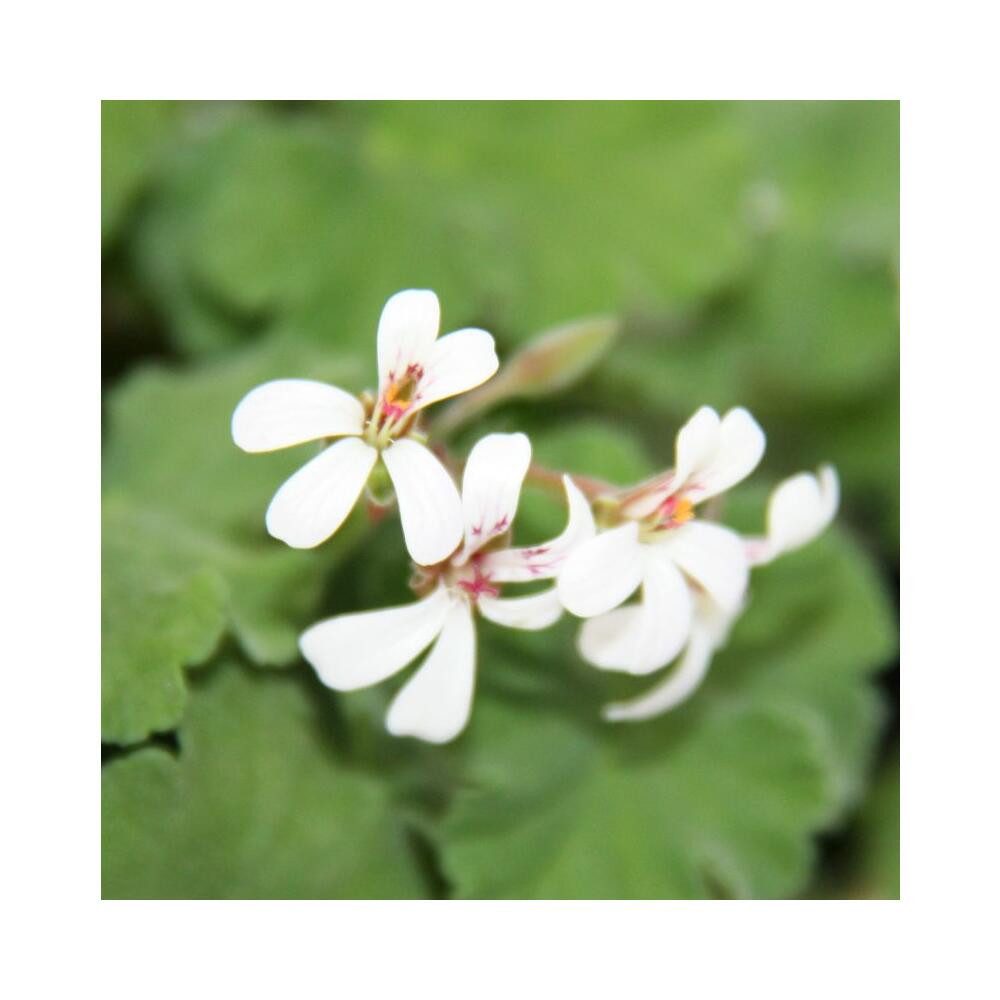 Thumbnail - Exotenherz Beetpflanze Duftgeranie "Apfel" - Pelargonia odorata Hybr.