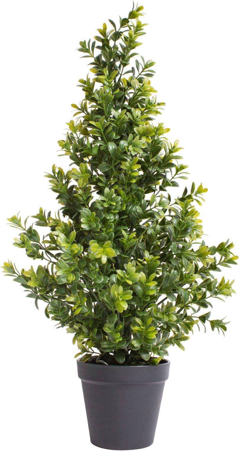 homalomena rubescens stardust variegata Homalomena rubescens  Green My Space