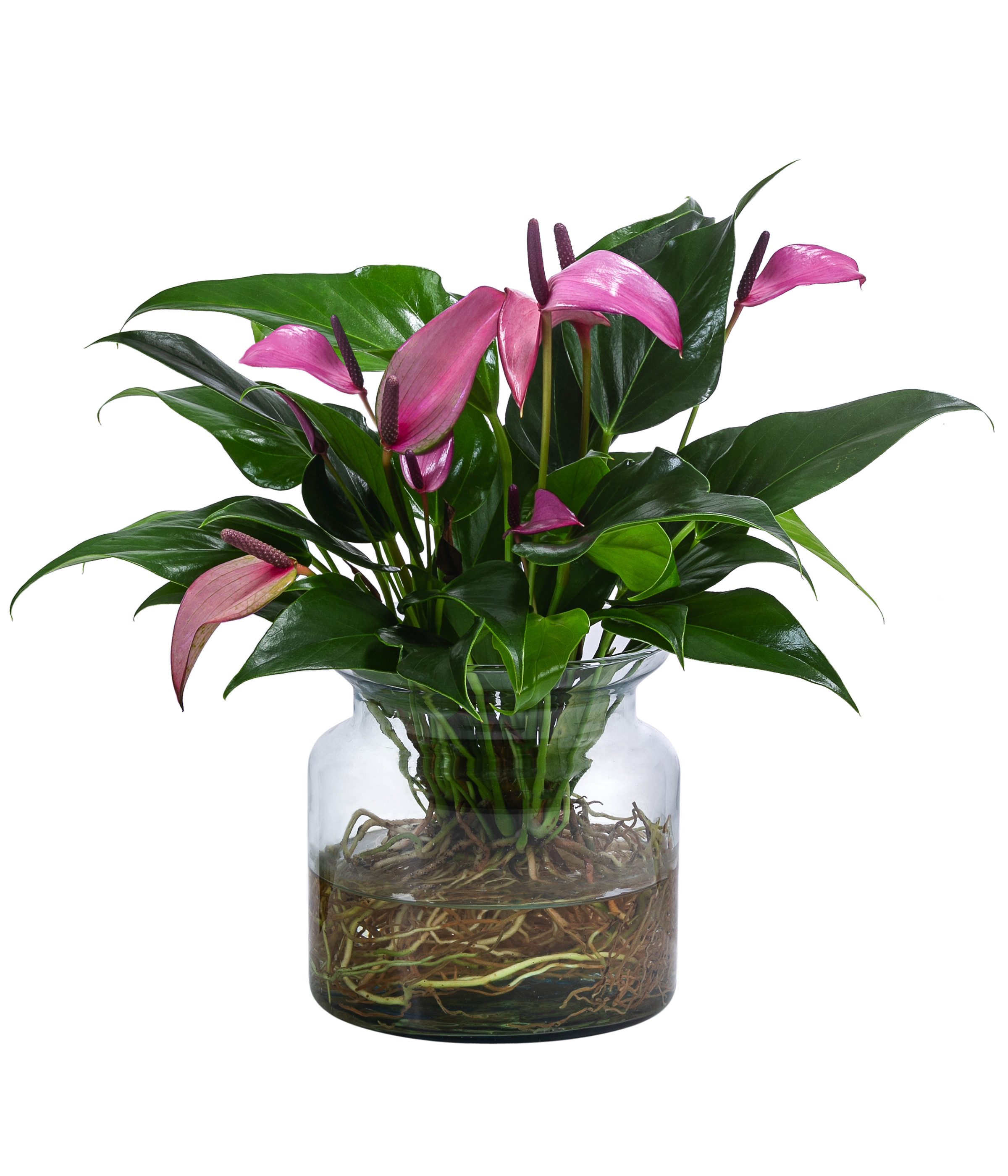 Dehner Zimmerpflanze Waterplant Flamingoblume, Anthurium Zizou, versch. Größen und Farben, pflegeleichte Wasserpflanze im Glas