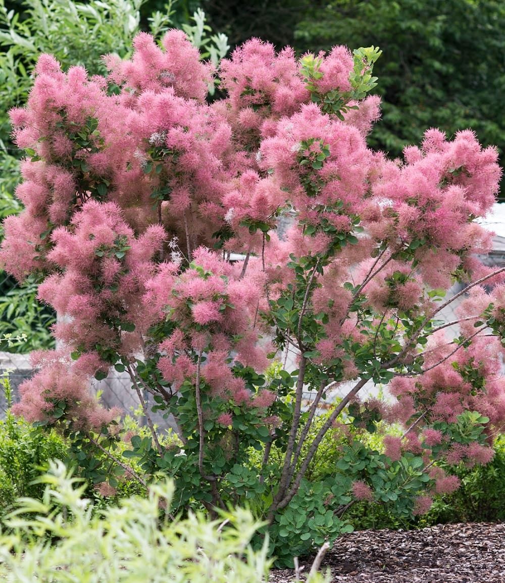 BALDUR Garten Zierstrauch Perückenstrauch Cotinus 'Smokey Joe®', 1 St., Rosa,winterhart, mehrjährig, pflegeleicht