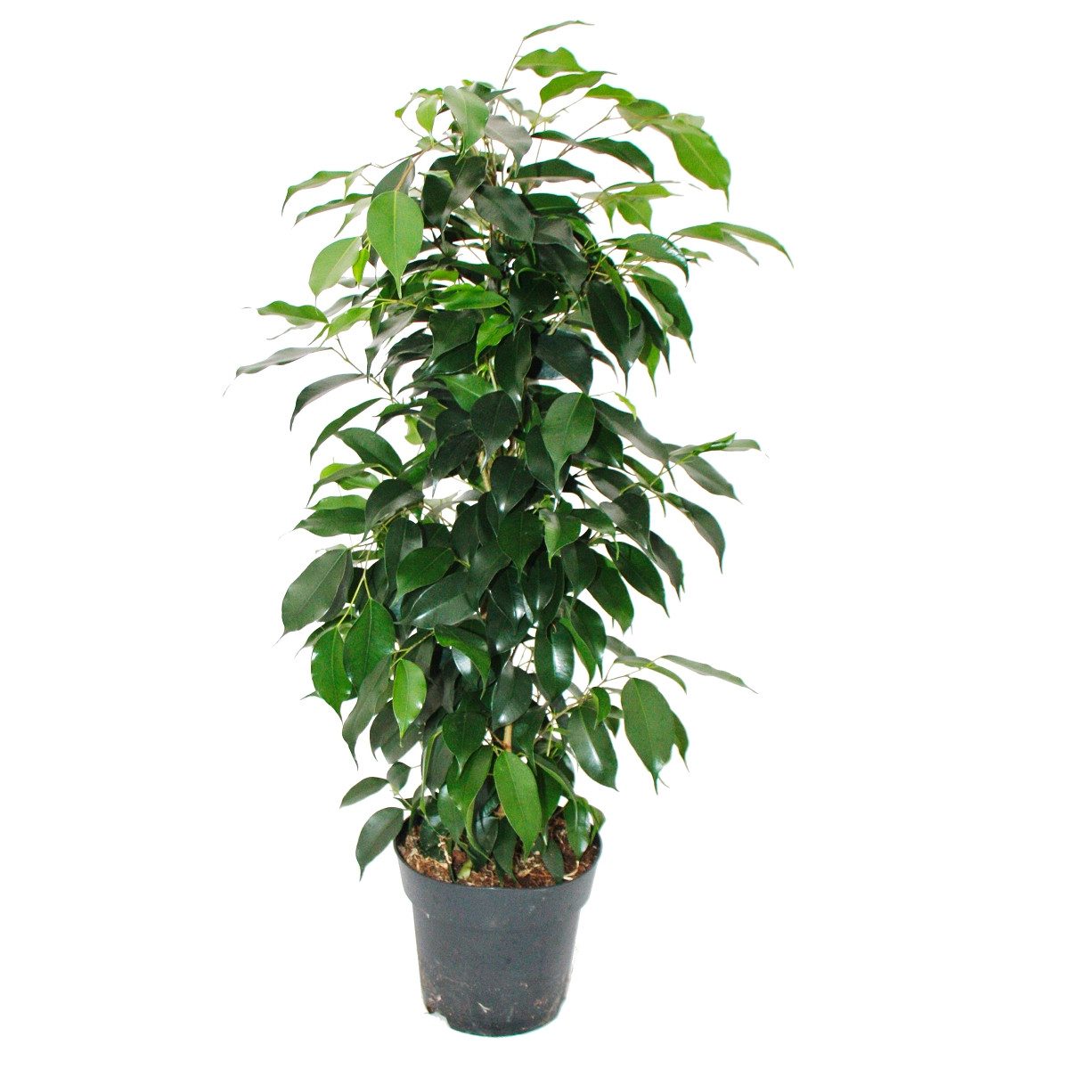 Exotenherz Zimmerpflanze Ficus benjamini "Danielle" im 17cm Topf