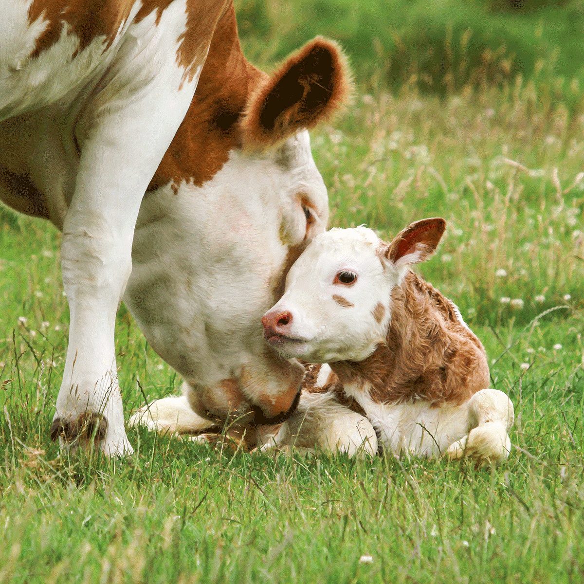 Wandkalender Tiere vom Bauernhof / Farm Animals 2027: Kalender 2027 (Artwork Edi – Bild 4 von 5