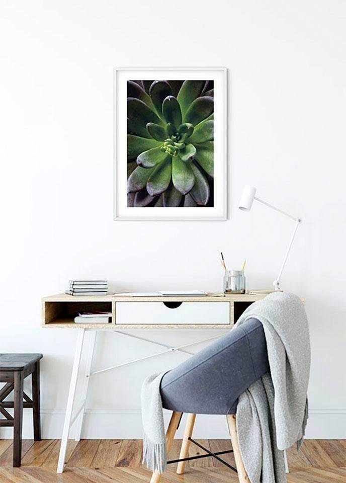 Komar Poster Succulent Single, Blätter, Pflanzen (1 St), Kinderzimmer,  Schlafzimmer, Wohnzimmer