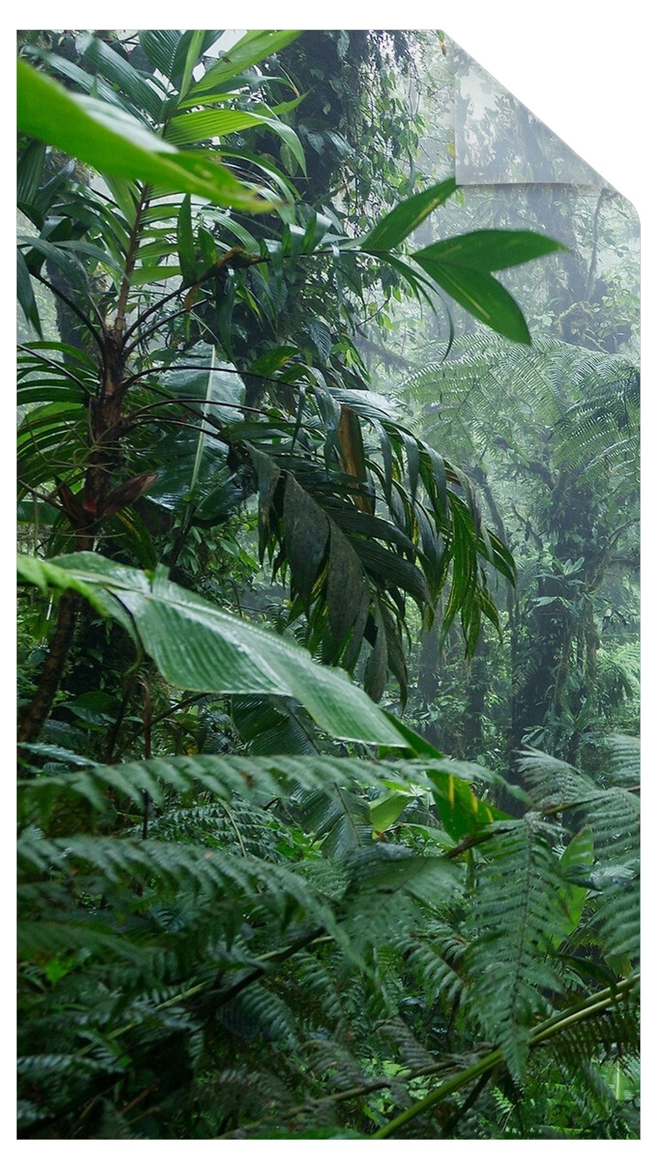 Bilderdepot24 Sichtschutzfolie Dusche blickdicht statisch haftend Wald- und Naturmotiv, Statisch haftend, blickdicht, wasserfest, wiederverwendbar, ablösbar