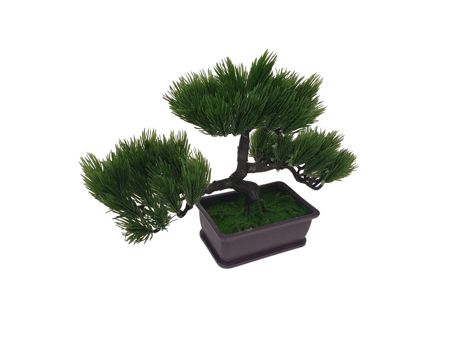 dracaena zeylanica Shop 'Zeylanica Snake Plant - Sansevieria zeylanica' Care and Info