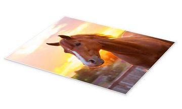 Posterlounge Poster Editors Choice, Pferd in der Sommersonne, Fotografie