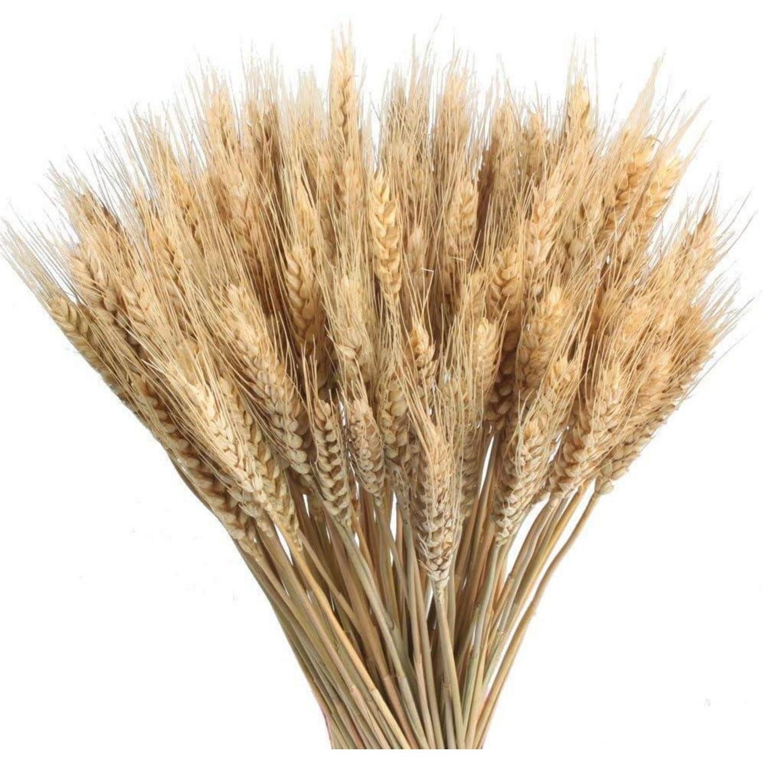 Trockenblume Getrocknete Weizenähren 100 Stück, LuxusKollektion, Höhe 10 cm
