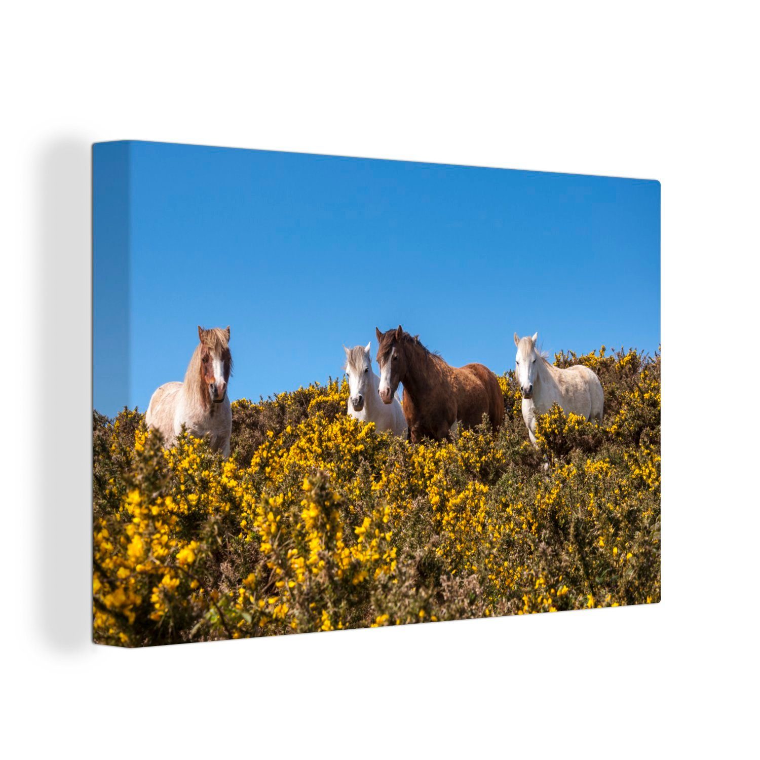Leinwandbilder, Ponys Leinwandbild im Wanddeko, Pembrokeshire (1 Coast in Wandbild St), National 30x20 Aufhängefertig, cm Park OneMillionCanvasses® England,