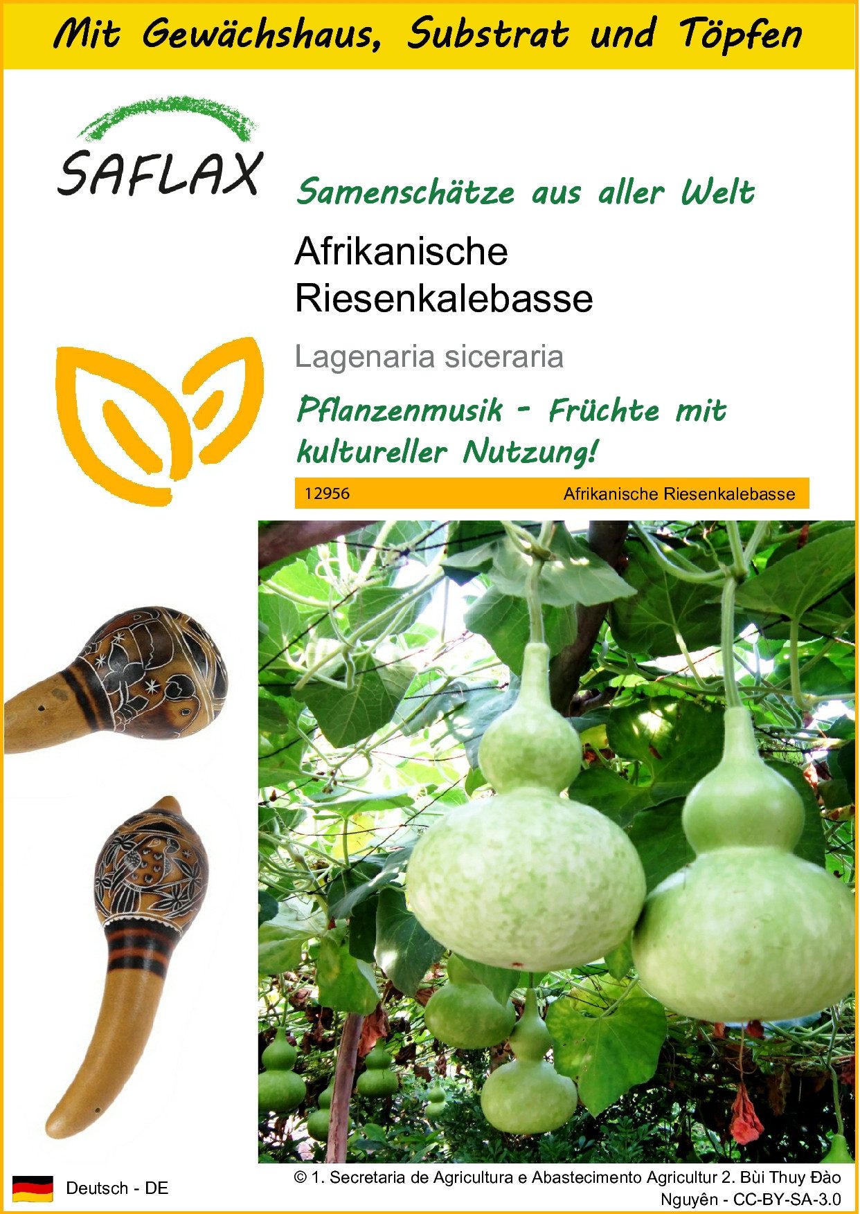 Blumensamen SAFLAX - Anzuchtset - Afrikanische Riesenkalebasse