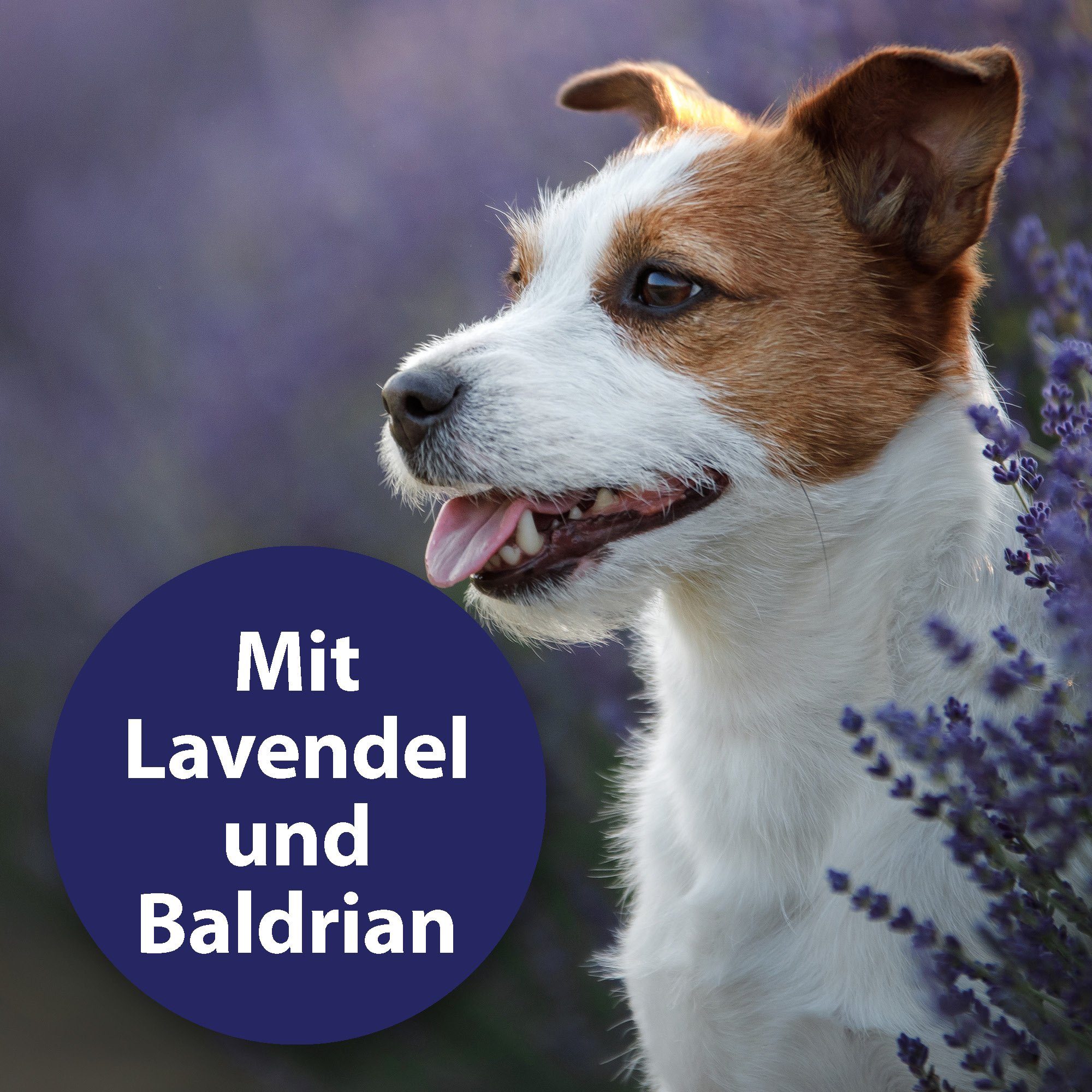 Canosept Hunde-Halsband Canosept Home Comfort Beruhigungs-Halsband