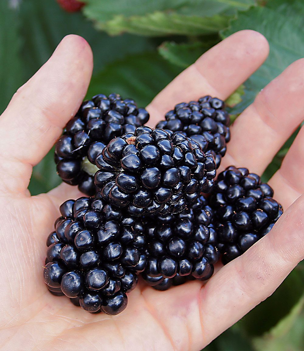BALDUR Garten Obstpflanze Brombeere 'Montblanc®', 1 St., Ertragreich, essbar,winterhart, mehrjährig, pflegeleicht