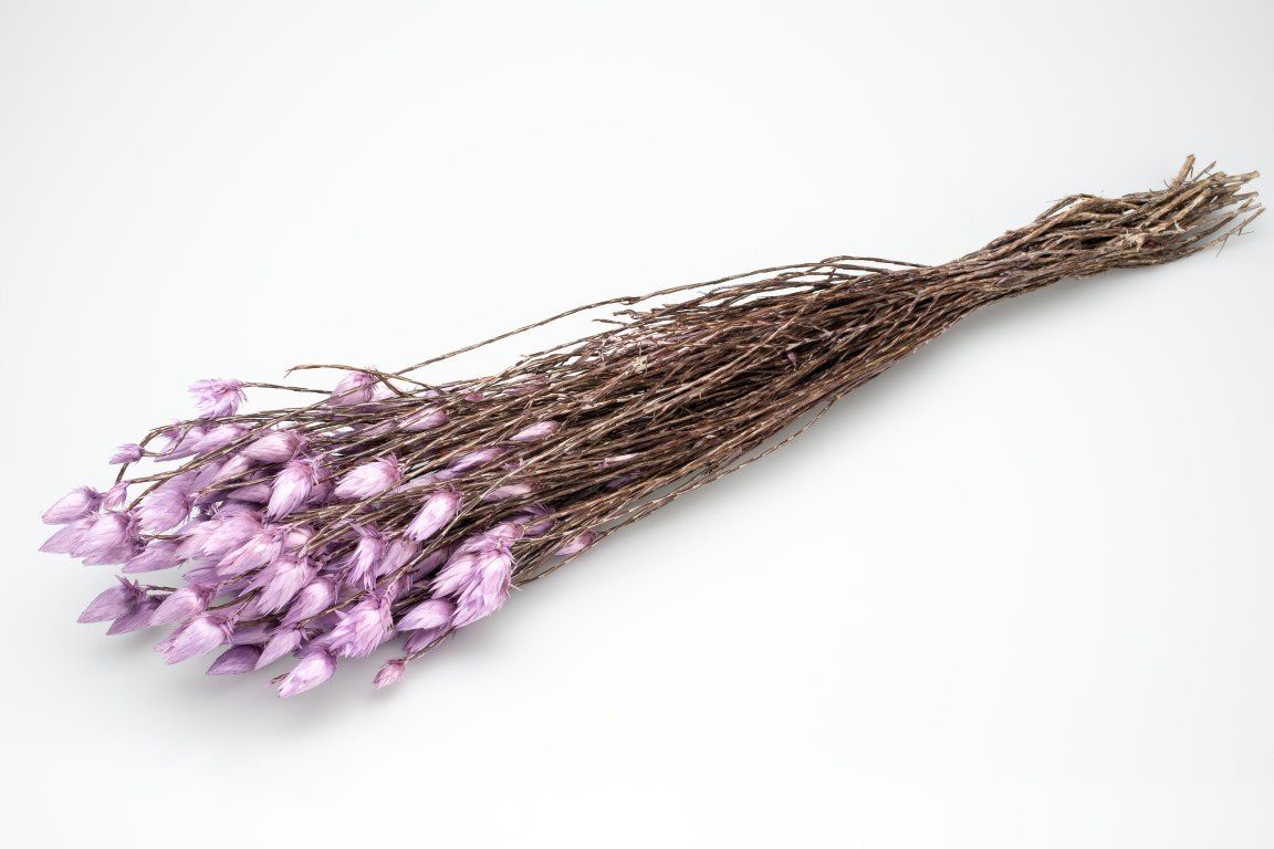 Trockenblume Kaap Flower Lila im Bund, günstig online kaufen