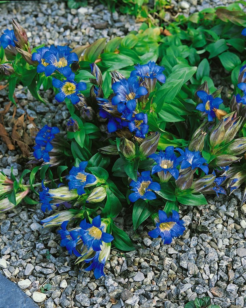 Pflanzen für Dich Staude Gentiana septemfida, 1 St., Siebengestirn-Enzian, Sommer-Enzian