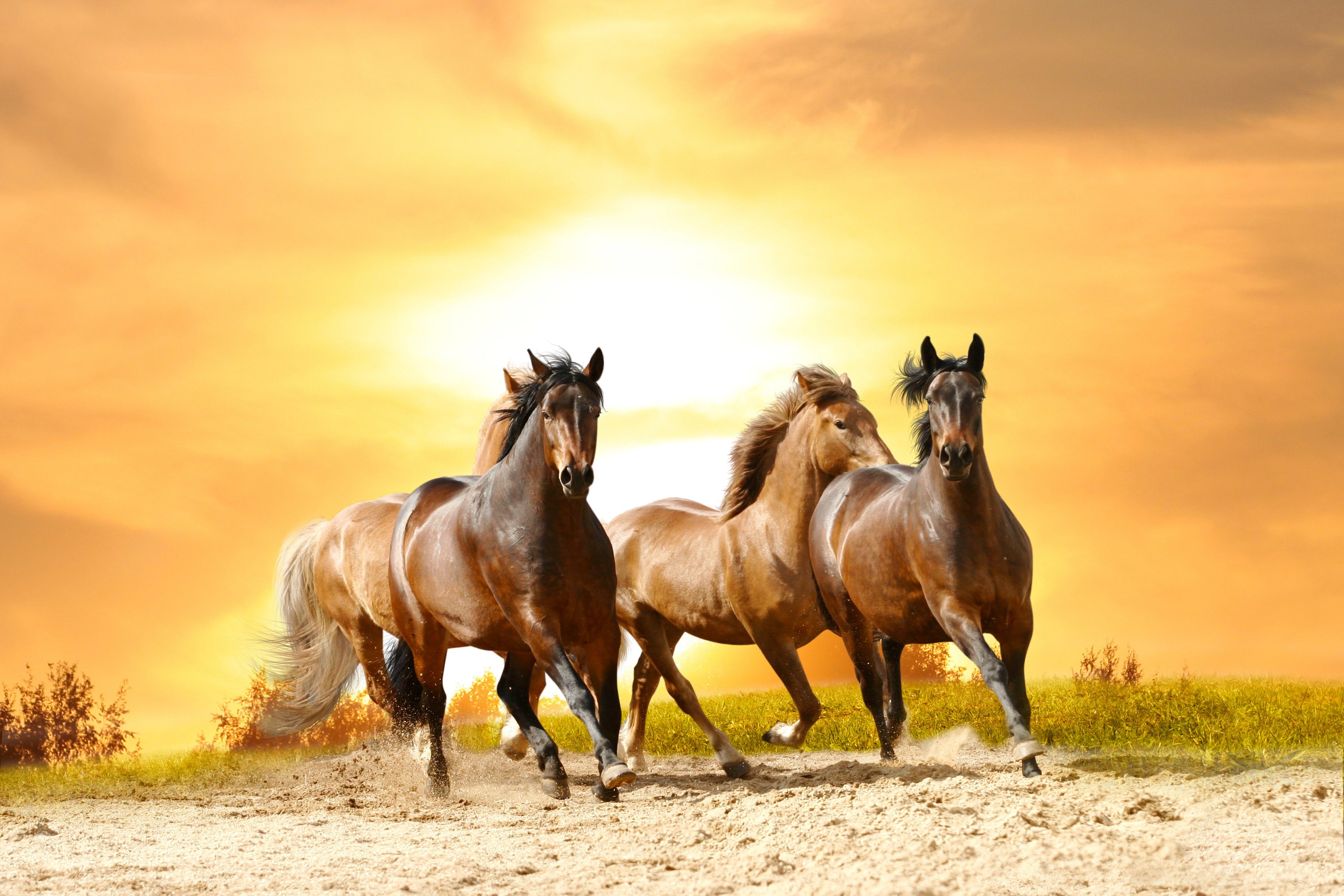 Papermoon Fototapete »Horses Run in Sunset«, glatt-Otto