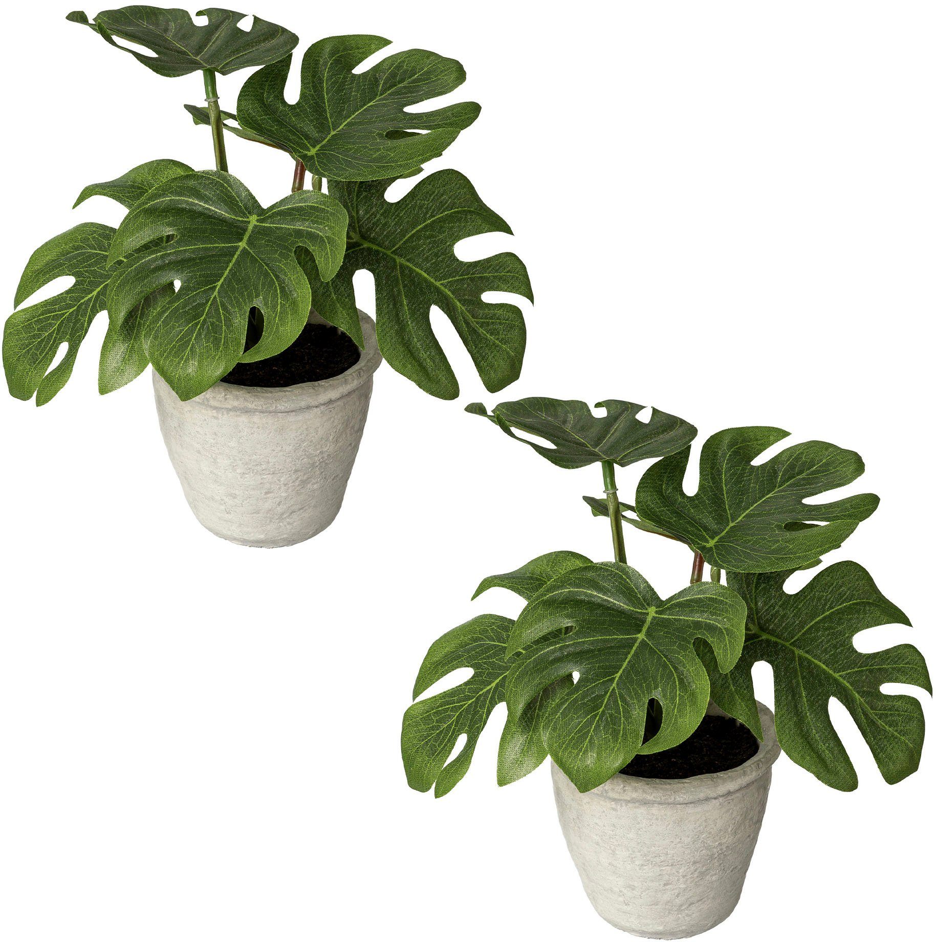 20 cm, Zimmerpflanze Höhe Creativ Blattpflanze Splitphilodendron, green, Paperpot Künstliche im