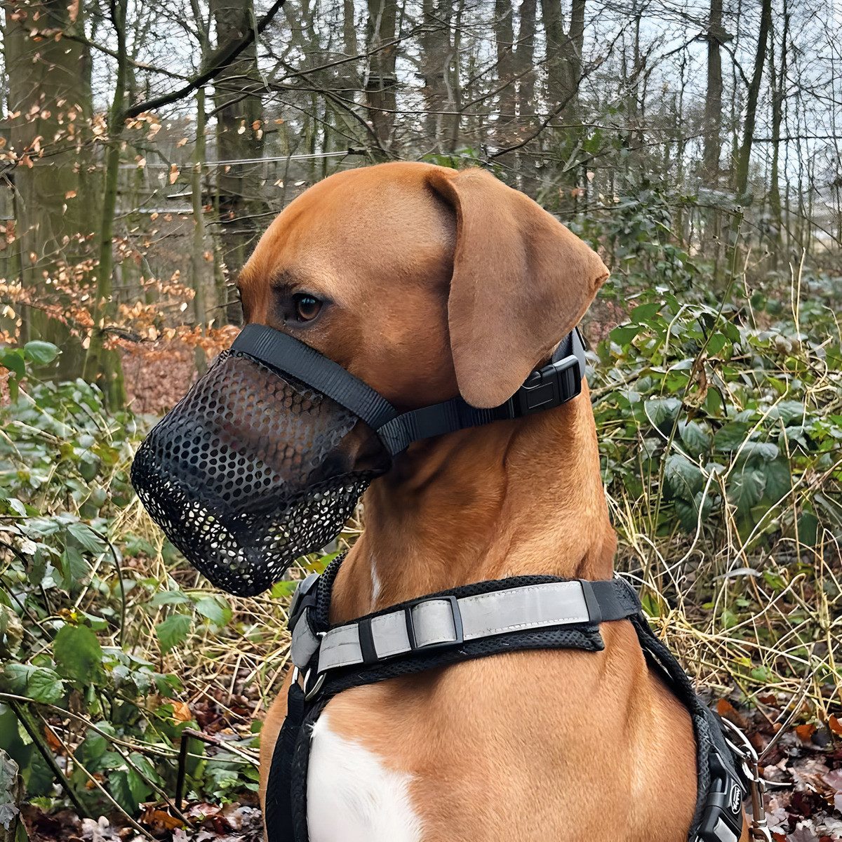 Nobby Maulkorb Giftköderschutz schwarz