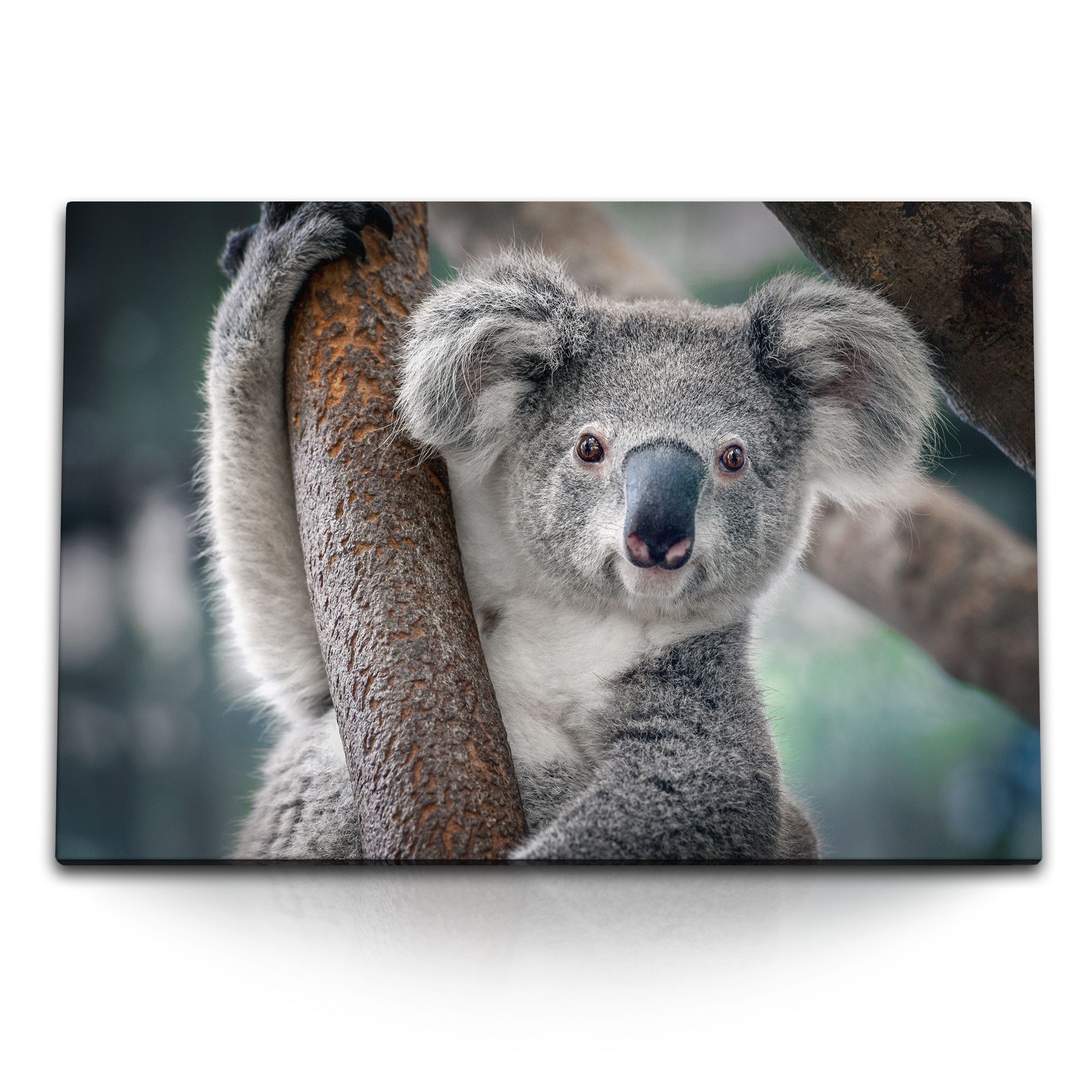 Sinus Art Leinwandbild 120x80cm Wandbild auf Leinwand Koala Koalabär Tierfotografie Australie, (1 St)