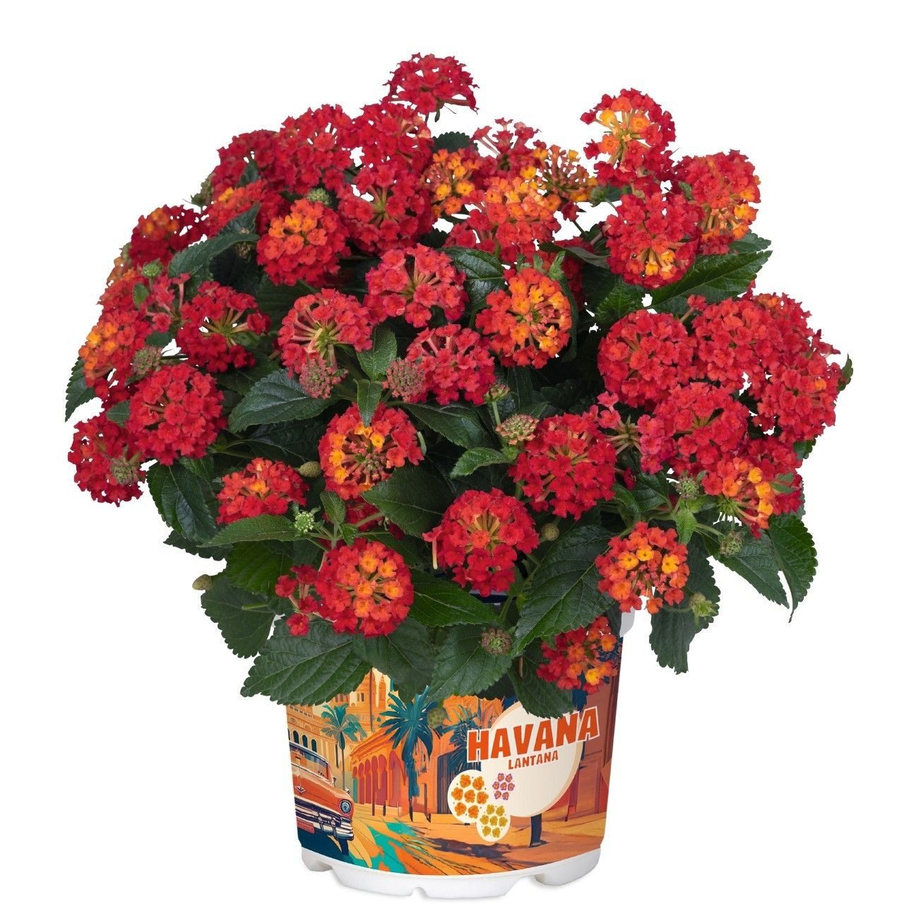 meinvipshop Topfpflanze Wandelröschen rot Lantana camara Havana Red