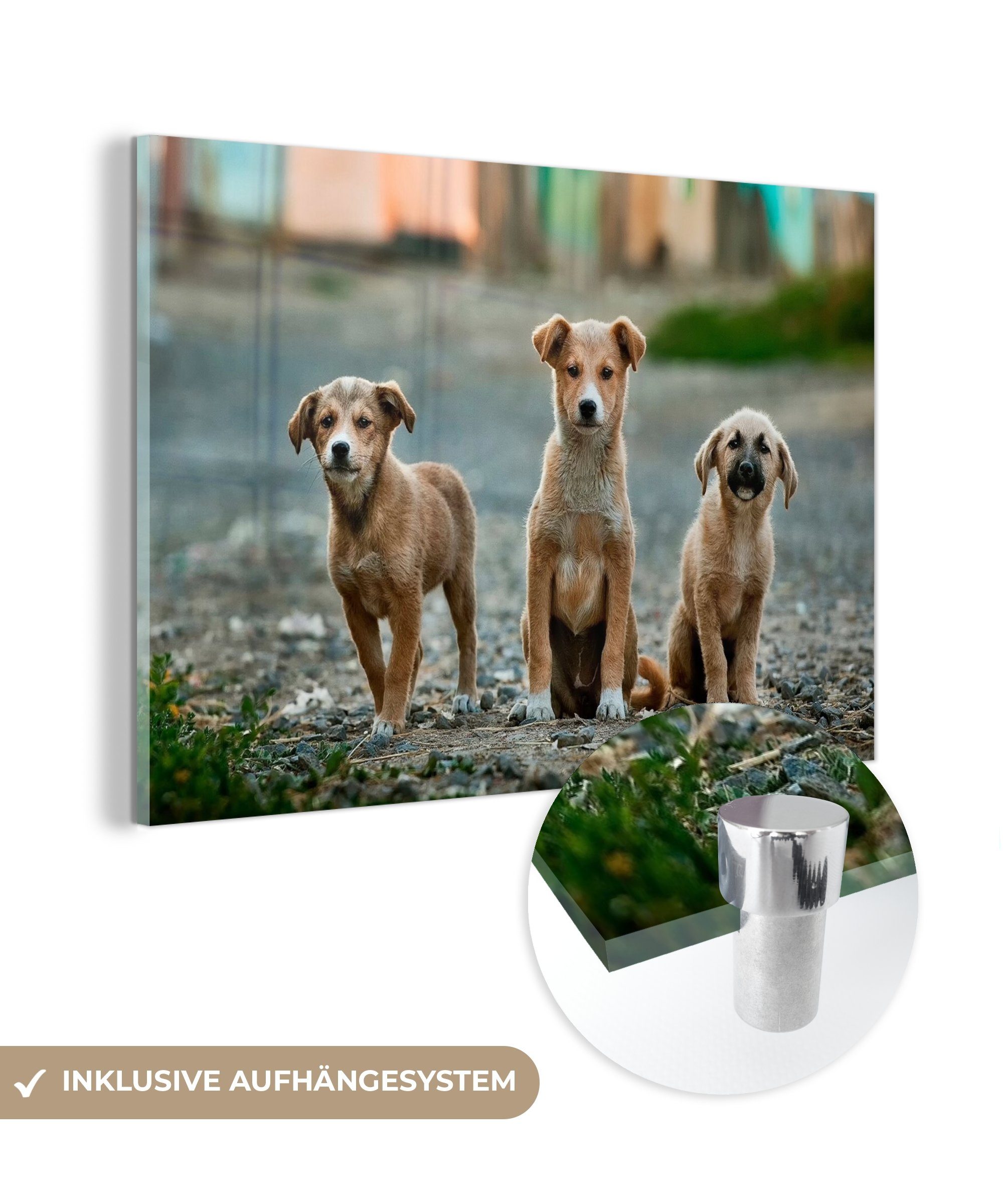 MuchoWow Acrylglasbild Hunde - Welpe - Auswärts, (1 St), Acrylglasbilder Wohnzimmer & Schlafzimmer