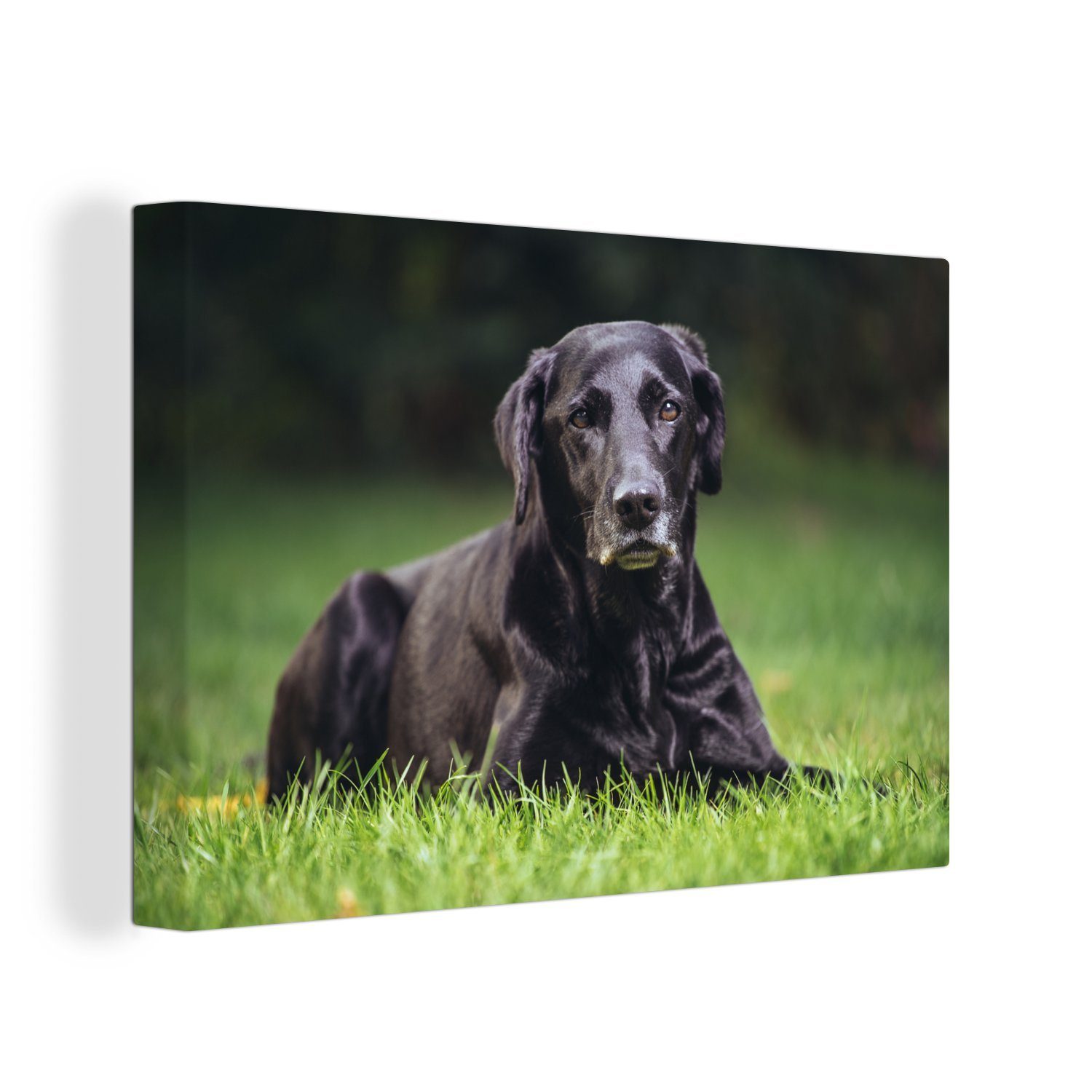OneMillionCanvasses® Leinwandbild Ein schwarzer Labrador im Gras, (1 St), Wandbild Leinwandbilder, Aufhängefertig, Wanddeko, 30x20 cm
