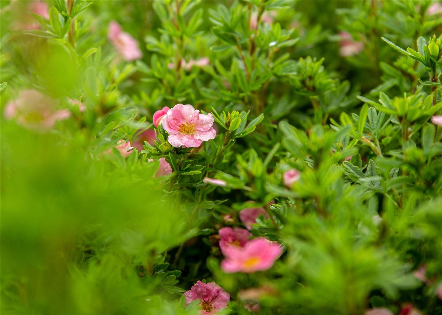 Pflanzen für Dich Почвопокровные растения Potentilla frut. Bellissima, 1 St., Fingerstrauch, Strauch-Fingerkraut, rosa Blüten, lange Blütezeit