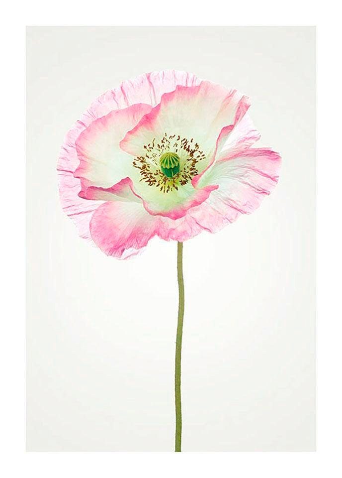 Blumen Kinderzimmer, (1 Poster Poppy, Komar Wohnzimmer St), Schlafzimmer,