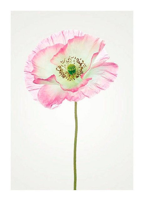 Komar Poster »Poppy«, Blumen, Höhe: 50cm-Otto