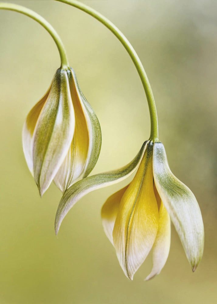 Papermoon Leinwandbild "Tulipa" von Mandy Disher, 250 g/m² Galeriedruck, Auf Holzkeilrahmen, brillante UV-beständige Farben, Made in Germany