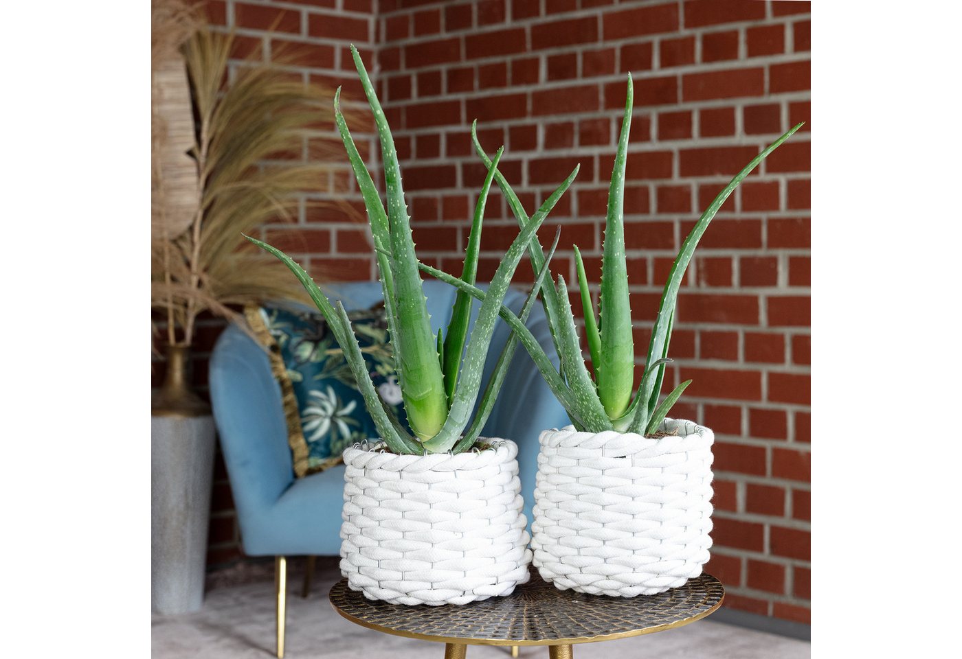 Thumbnail - Flowerbox Zimmerpflanze Echte Aloe - Aloe vera, 2er-Set, pflegeleicht - Höhe ca. 40 cm, Topf-Ø 12 cm