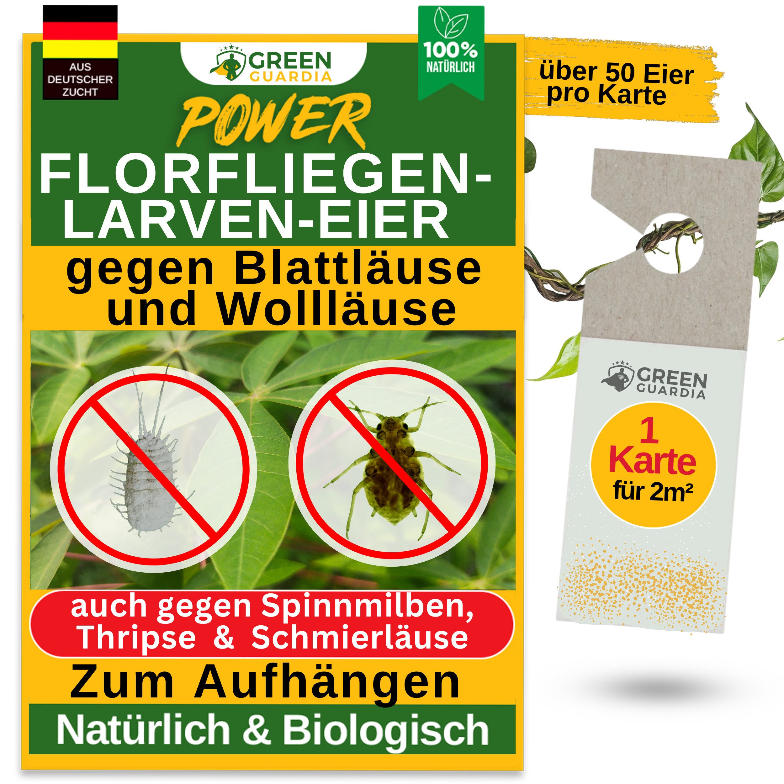 Insektenvernichter Florfliegenlarven-Eier gegen Blattläuse und Wollläuse - ohne Chemie