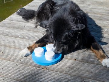 Procyon Tier-Beschäftigungsspielzeug Schnüffelset für Hunde mit drei Dosen