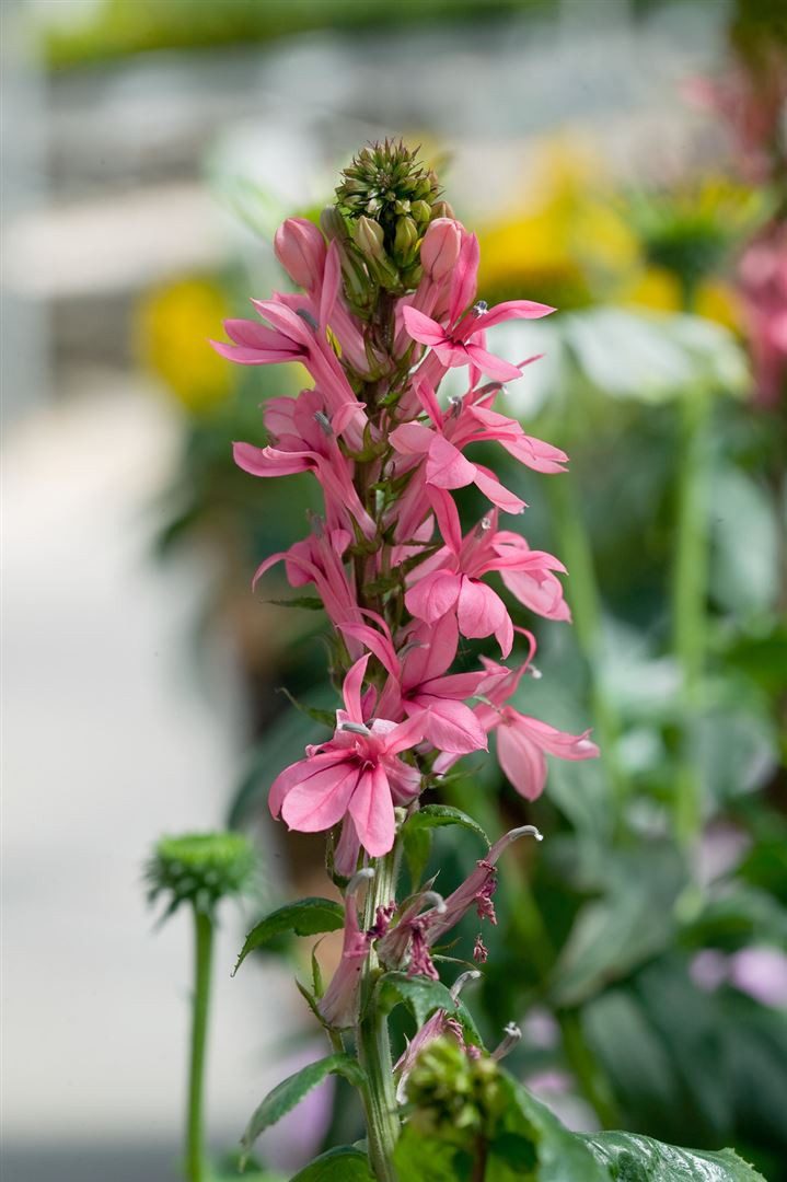 Pflanzen für Dich Staude Lobelia spec. Fan-Lachs, 1 St., Lobelie