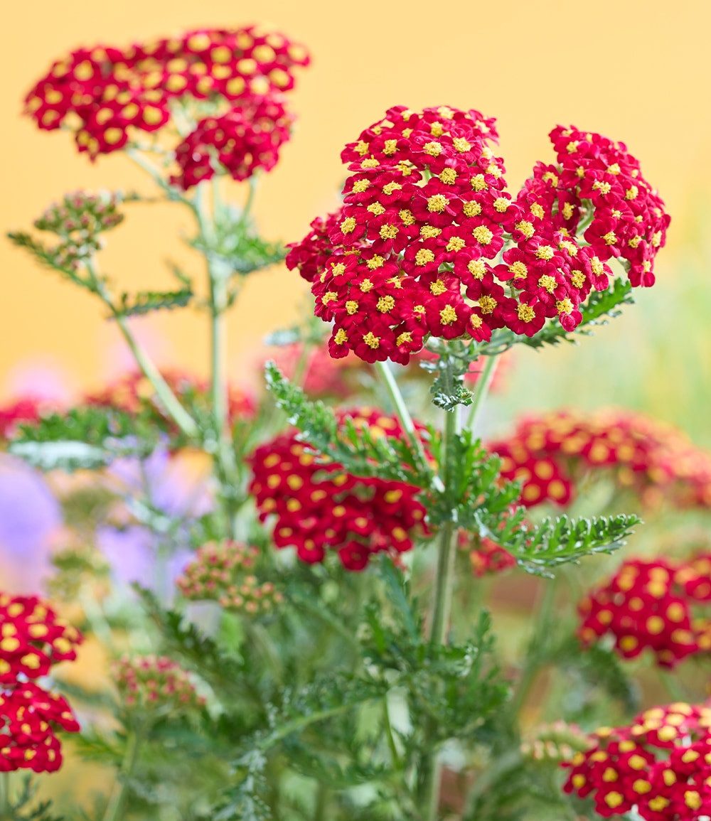 BALDUR Garten Staude Achillea 'Short Red®', 2 St., Bienenfreundlich, winterhart, mehrjährig, duftend