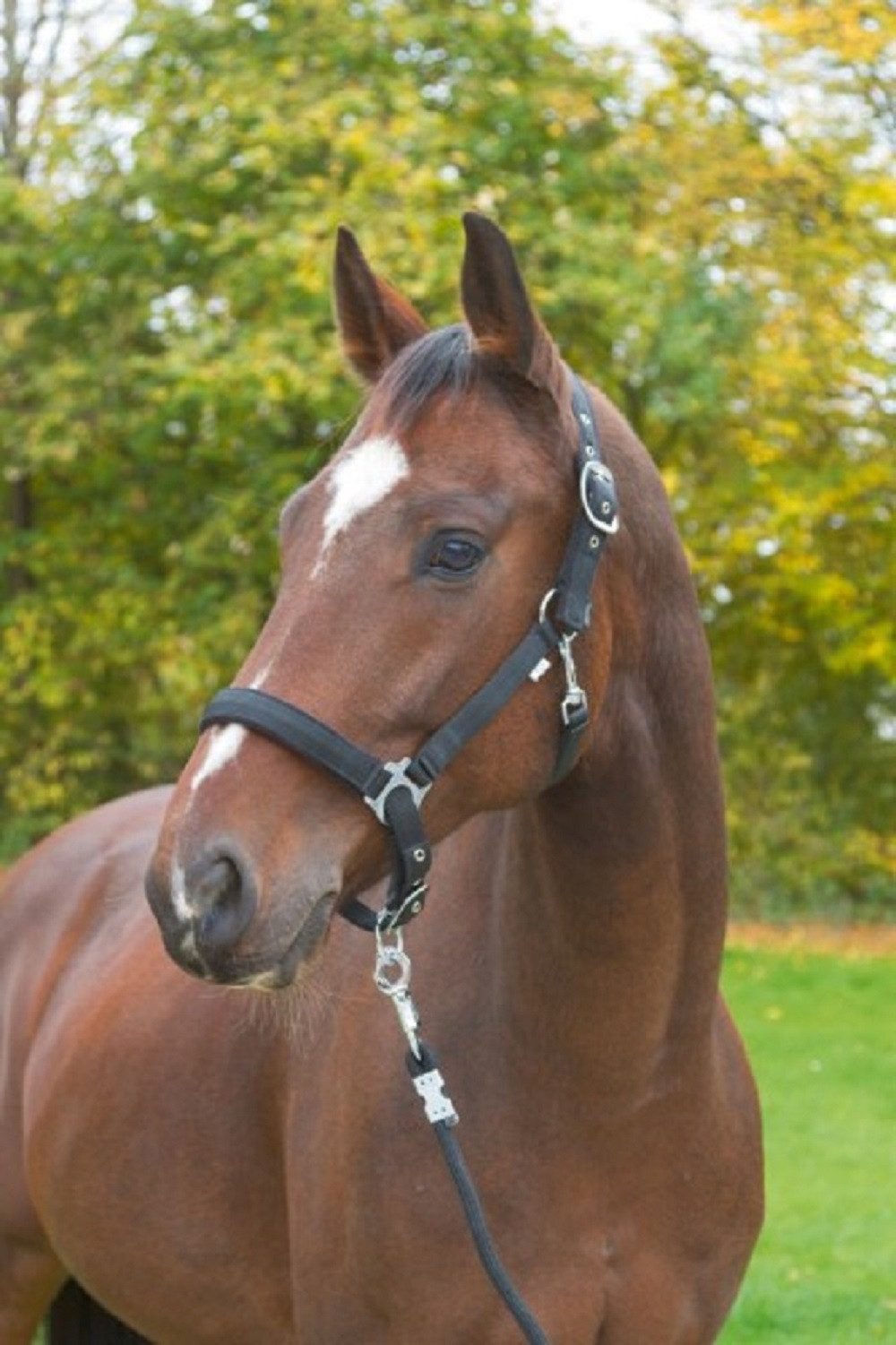 Kerbl Reithalfter Kerbl Halfter Dexter mit Fleeceunterlage XXFull 3224637