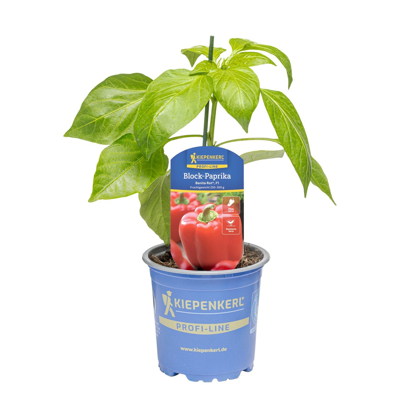 Pflanzen für Dich Gemüsepflanze Block-Paprika Benita® Rot F1 10,5cm Topf