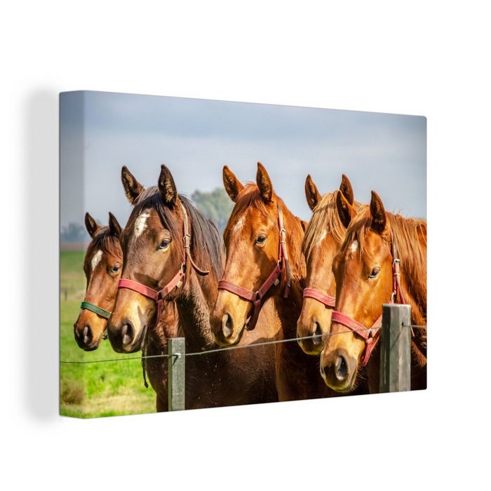 OneMillionCanvasses® Leinwandbild Pferde - Zaun - Sommer (1 St) Wandbild Leinwandbilder Aufhängefertig Wanddeko SY12536