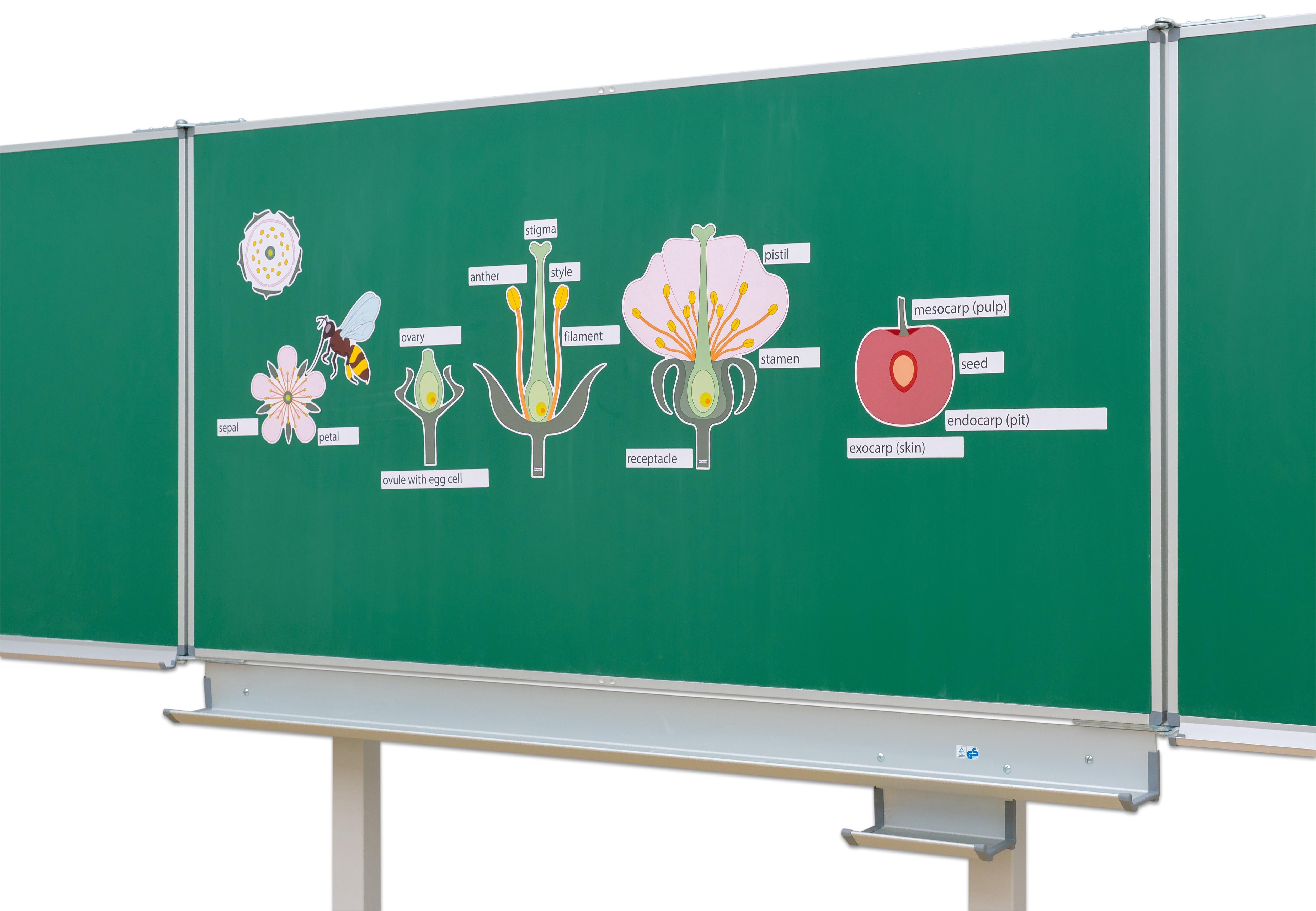 Betzold Magnet Tafelmaterial „Von der Kirschblüte bis zur Frucht“