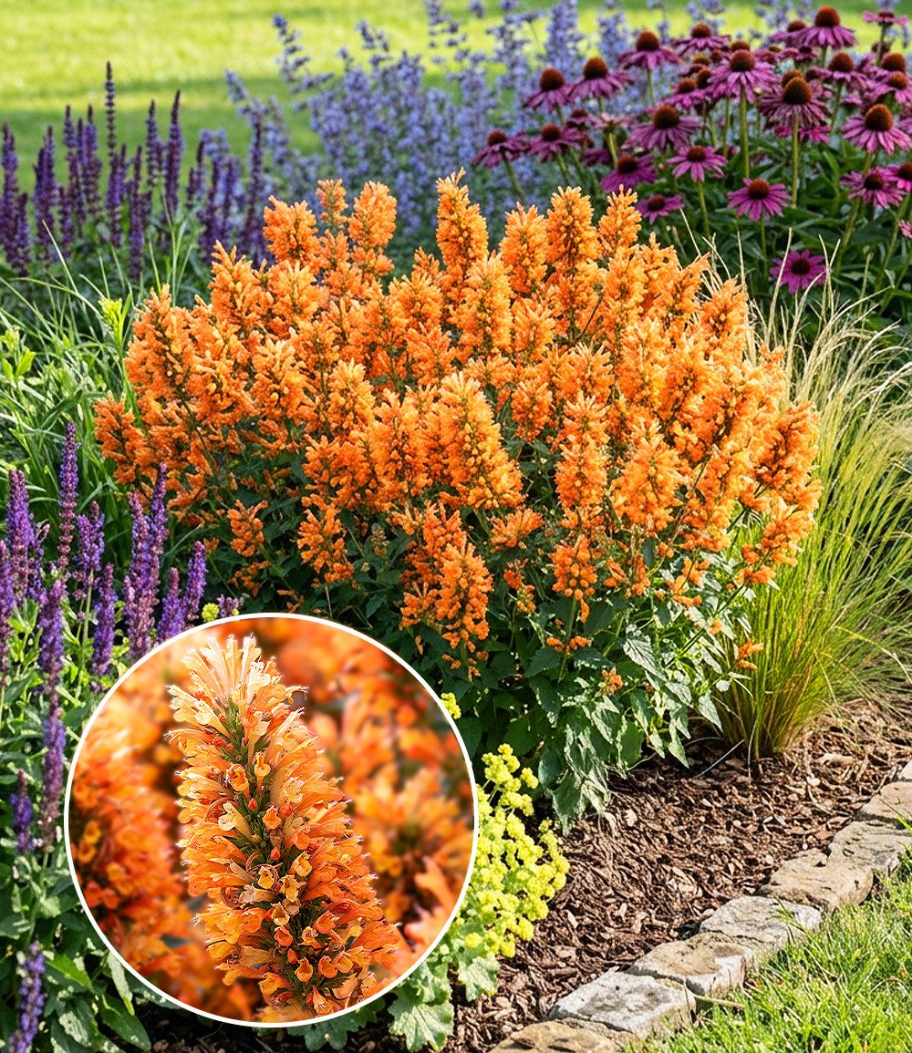 BALDUR Garten Staude Agastache 'Peach Pearl', 1 St., Duftnessel, winterhart, Dauerblüher, reichblühend, pflegeleicht