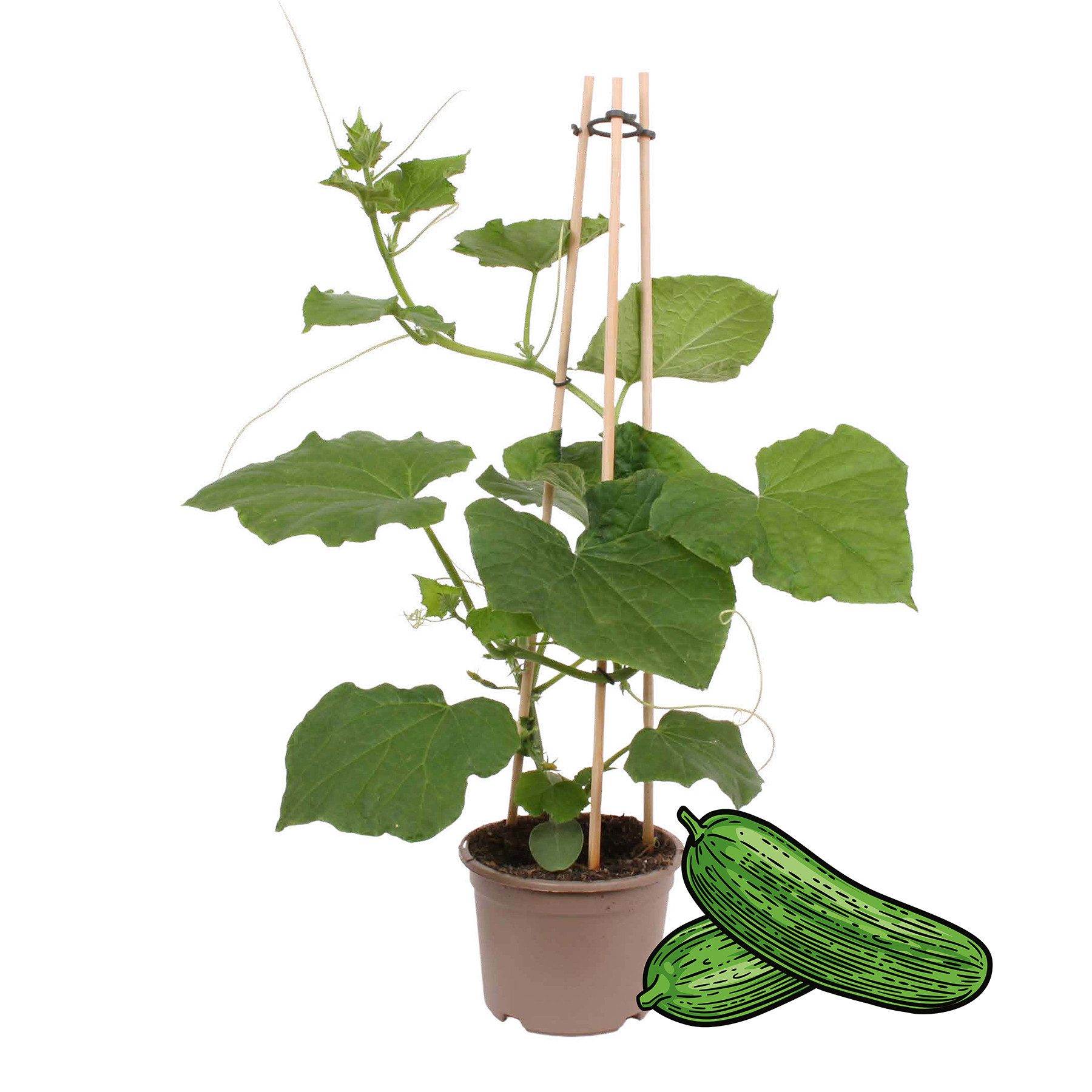 Exotenherz Gemüsepflanze Gurkenpflanze Snack Cucumber für Balkon und Garten 14cm Topf