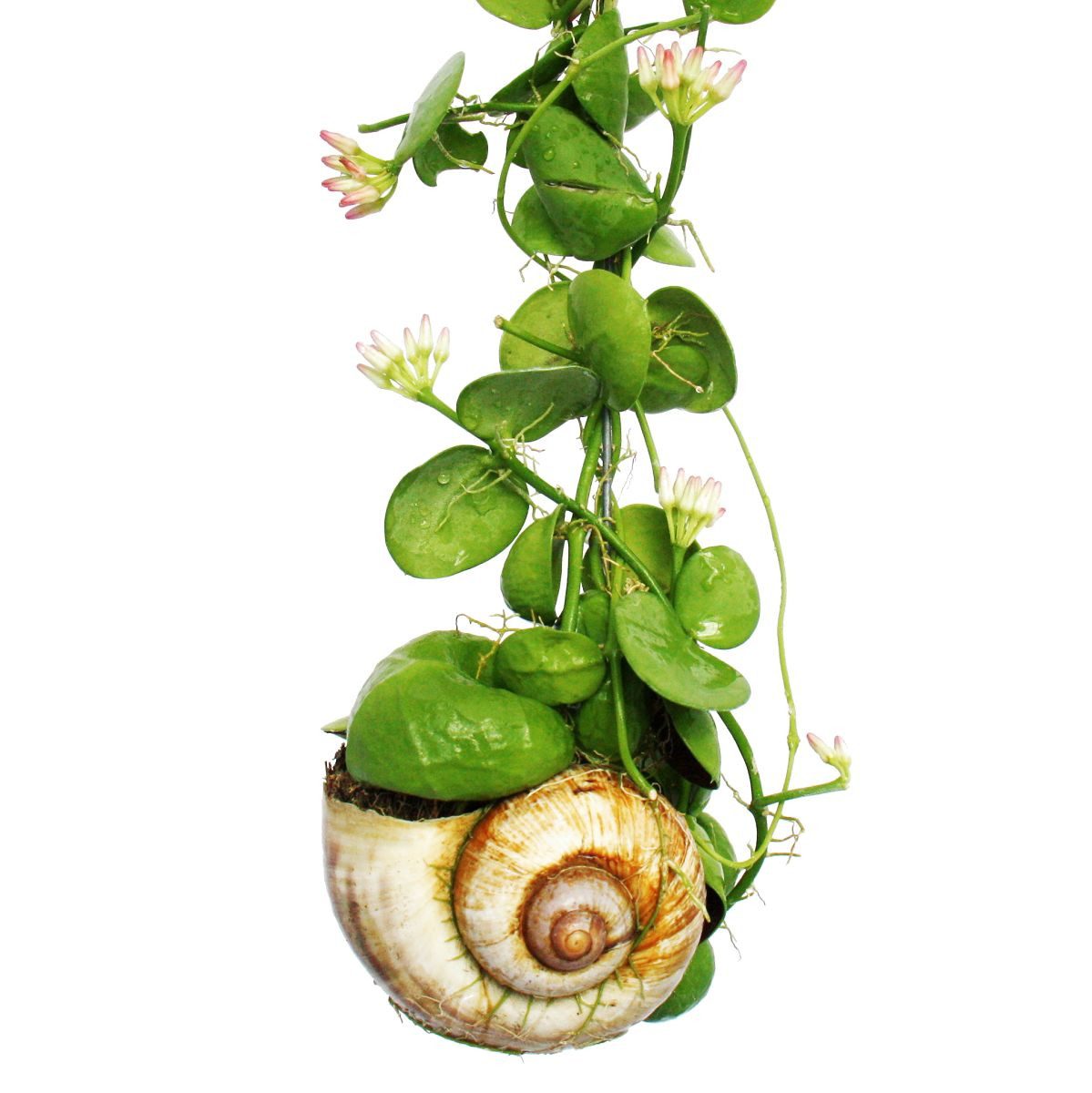 Exotenherz Zimmerpflanze Snaily Die Schneckenhauspflanze Dischidia pectenoides im Acrylglas