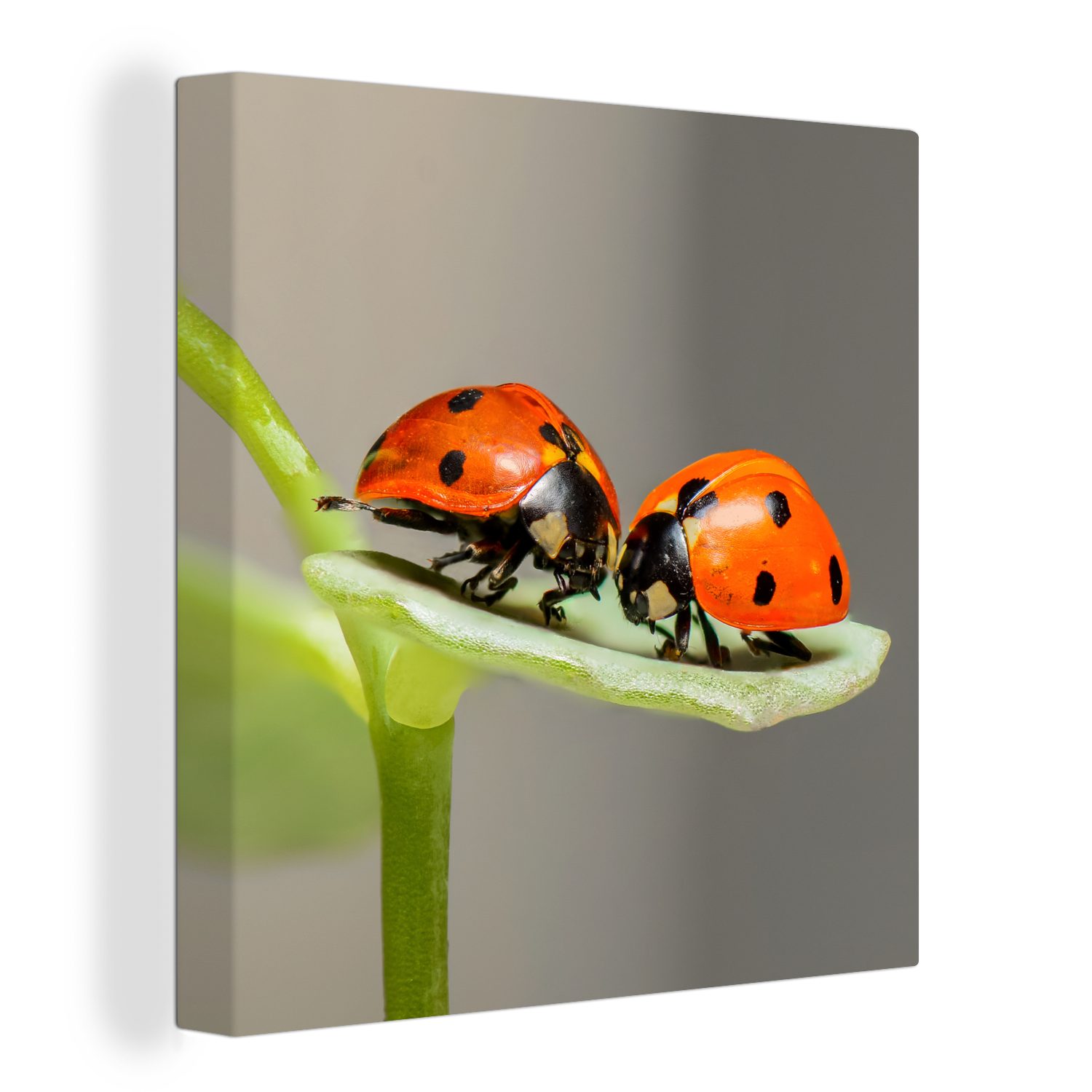 OneMillionCanvasses® Leinwandbild Zwei Marienkäfer auf Blatt, (1 St), Leinwand Bilder für Wohnzimmer Schlafzimmer