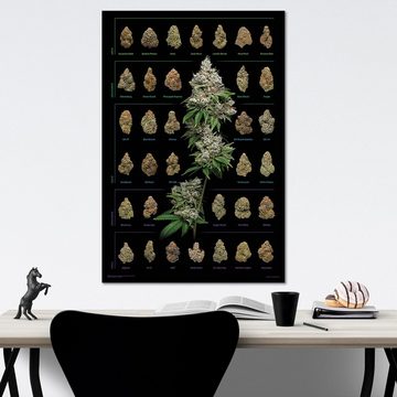 Close Up Poster Cannabis Poster Dank Nugs Marihuana-Sorten 61 x 91,5 cm