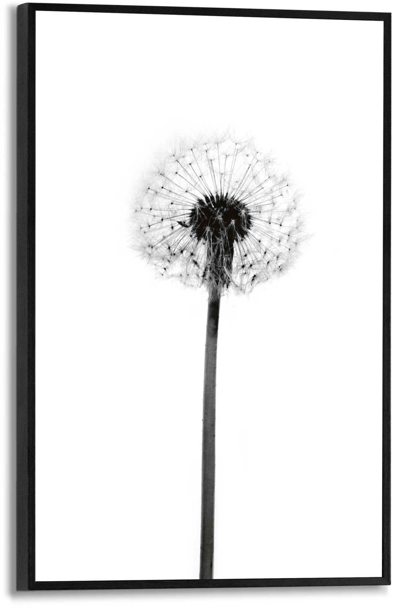 Reinders! Poster Pusteblume