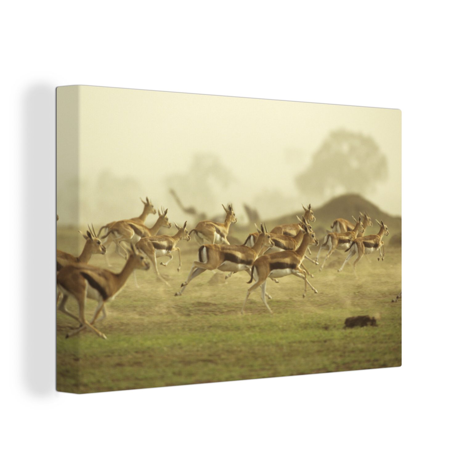 OneMillionCanvasses® Leinwandbild Gazelle - Afrika - Boom, (1 St), Wandbild Leinwandbilder, Aufhängefertig, Wanddeko, 30x20 cm