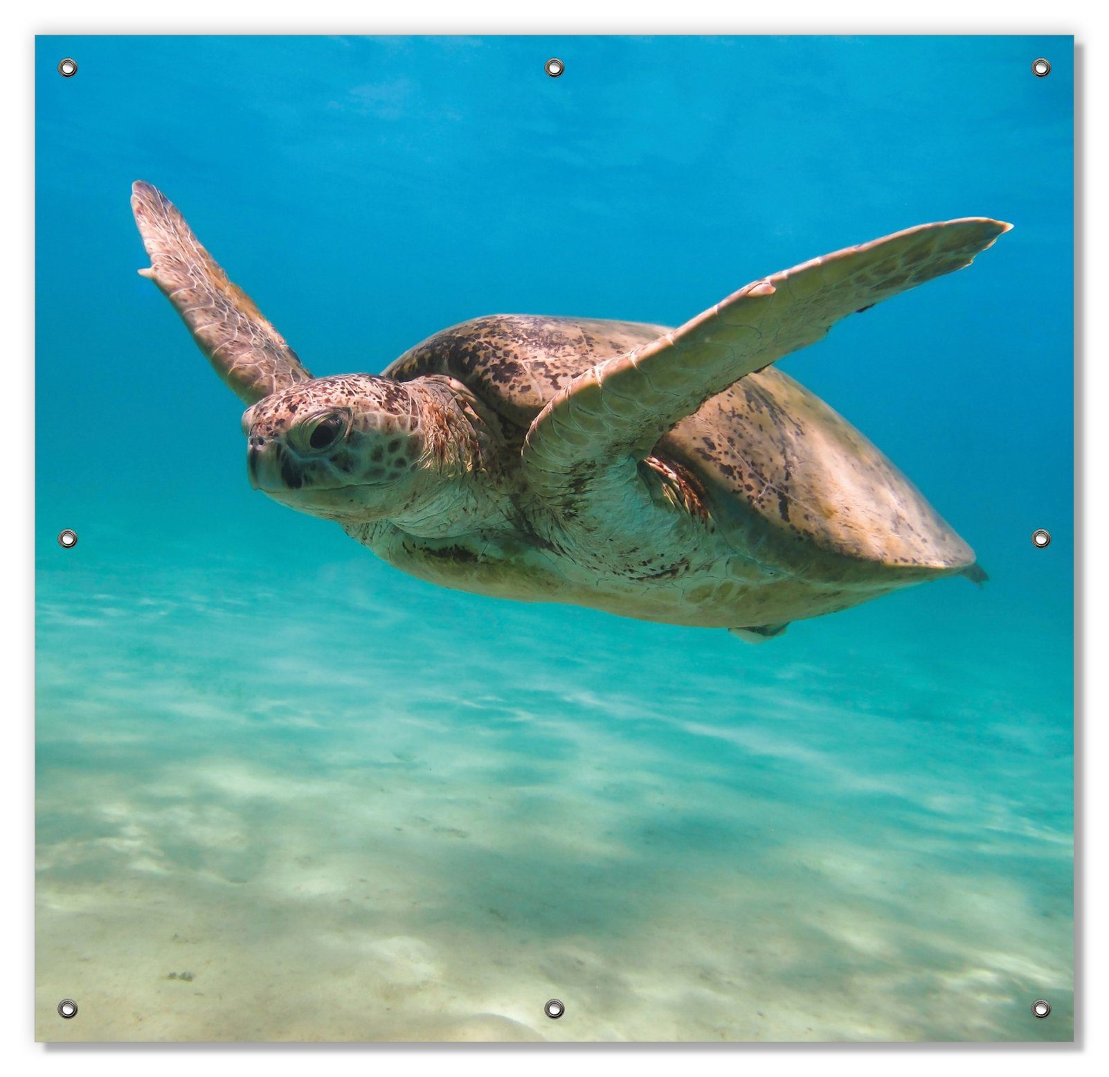 Sonnenschutz Meeresschildkröte, Wallario, blickdicht, mit Saugnäpfen, wiederablösbar und wiederverwendbar