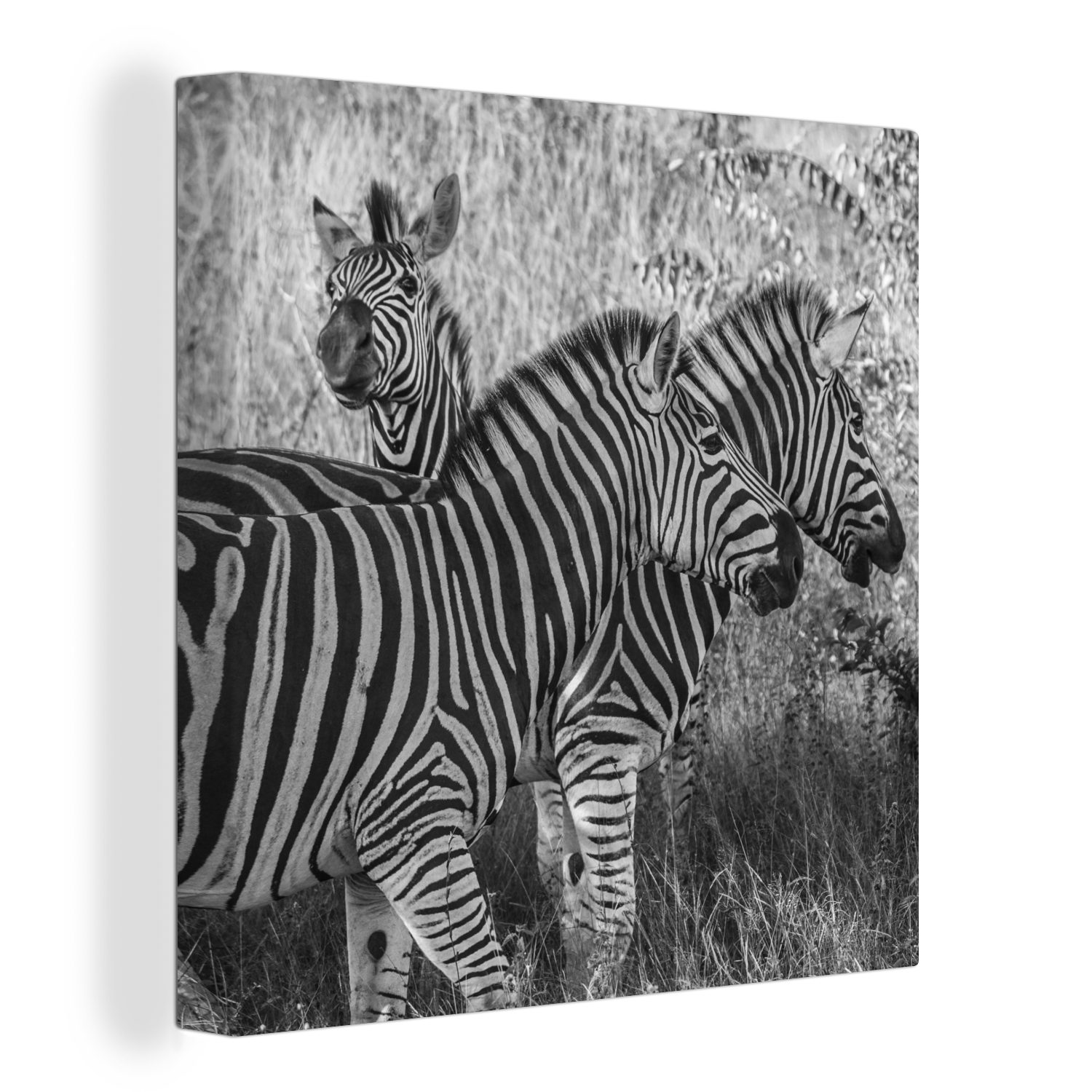 OneMillionCanvasses® Leinwandbild Drei grasende Zebras, (1 St), Leinwand Bilder für Wohnzimmer Schlafzimmer