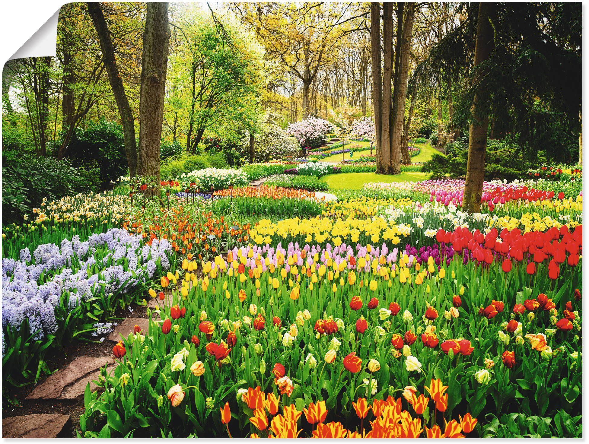 Artland Wandbild Tulpen Garten Frühling, Blumenwiese (1 St), als Alubild, Leinwandbild, Wandaufkleber oder Poster in versch. Größen | Poster
