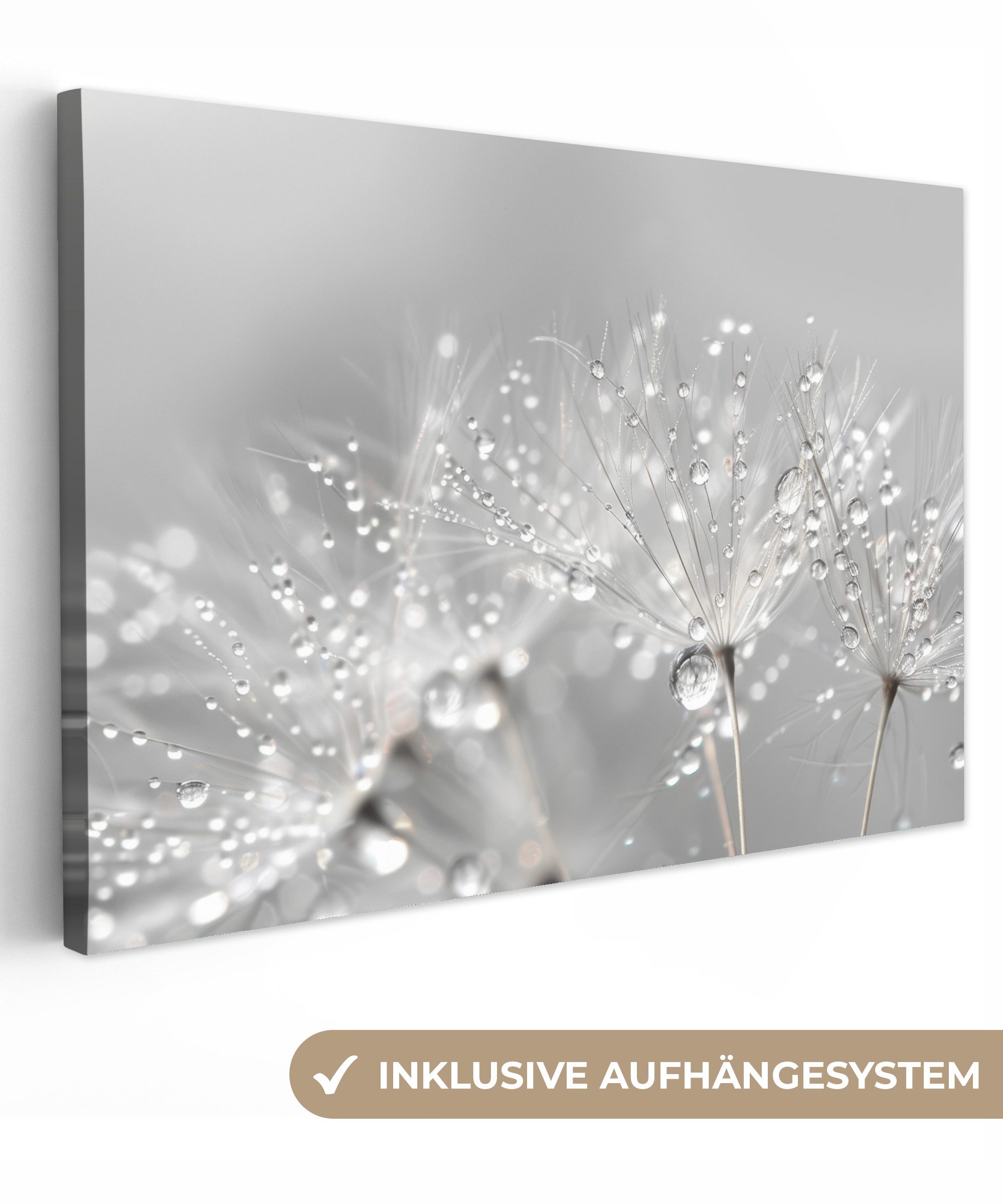 OneMillionCanvasses® Leinwandbild Löwenzahn - Wassertropfen - Stilleben - M günstig online kaufen