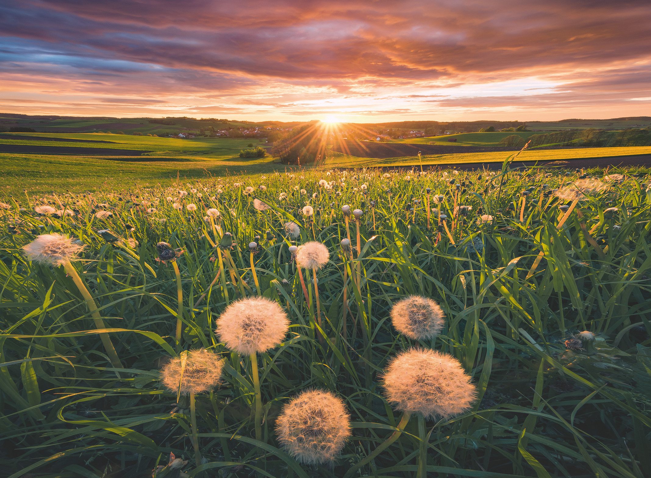 Ravensburger Puzzle power of nature, Pusteblumen günstig online kaufen