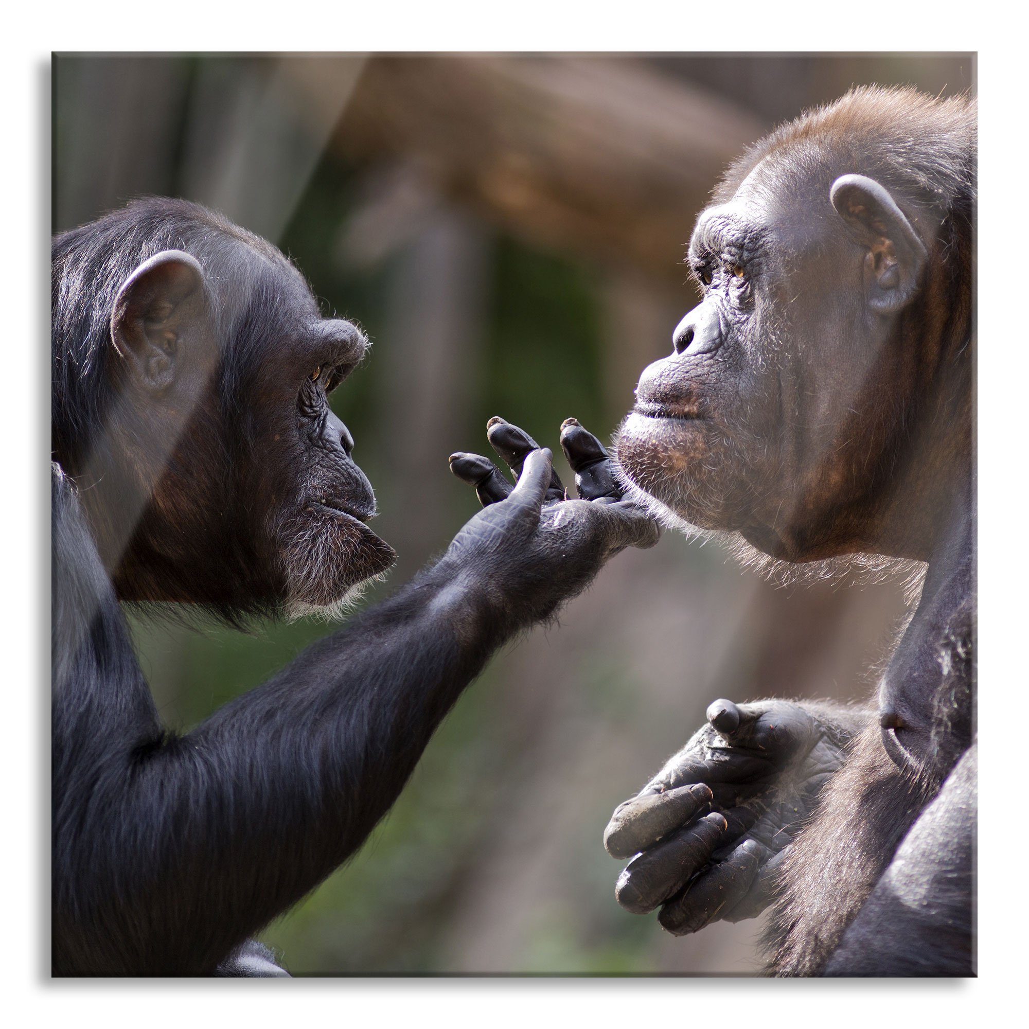 (1 Glasbild Glasbild Aufhängungen Freundschaft, Abstandshalter Pixxprint aus und Schimpansen Schimpansen St), Echtglas, inkl. Freundschaft